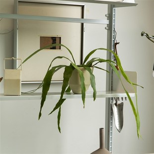 诗与自然细叶昙花开花绿植盆栽花卉盆景垂吊悬挂桌面四季 植物小众