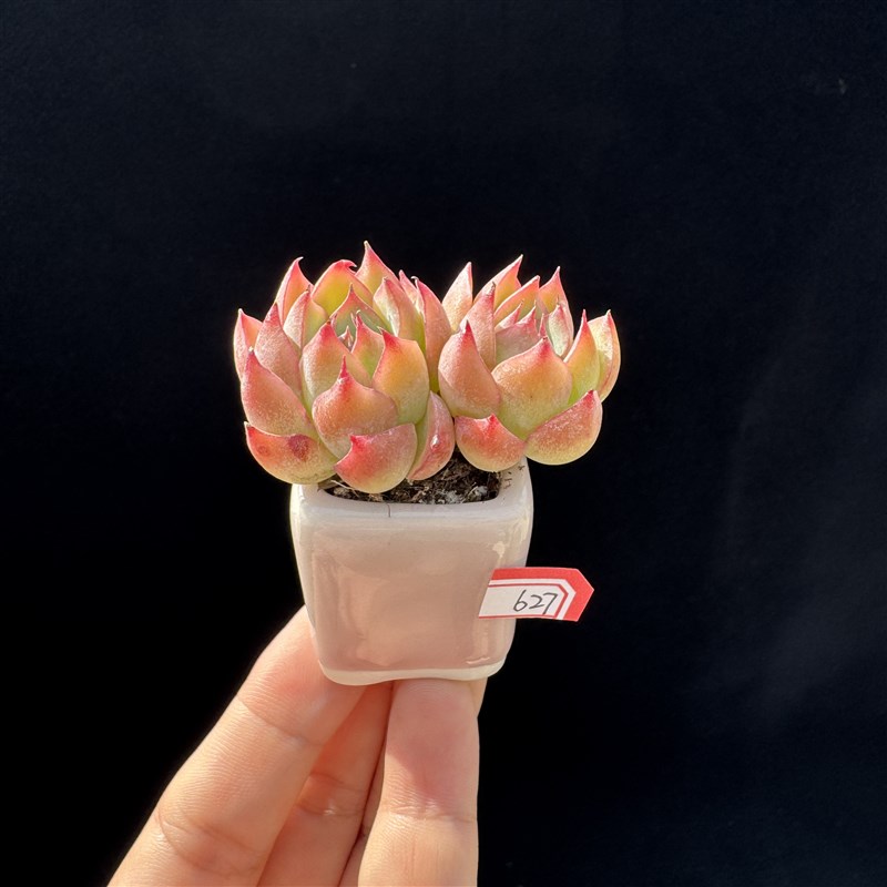 迷你拇指盆多肉带盆土发货v一物一拍办公桌可爱袖珍礼品多肉植物