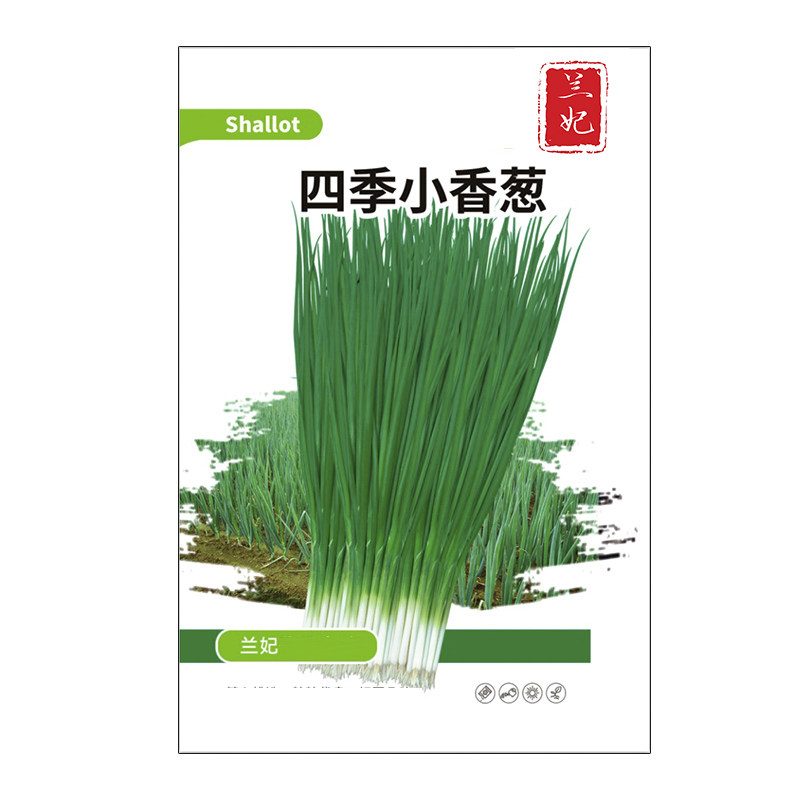 兰妃蔬菜种子四季小香葱种子
