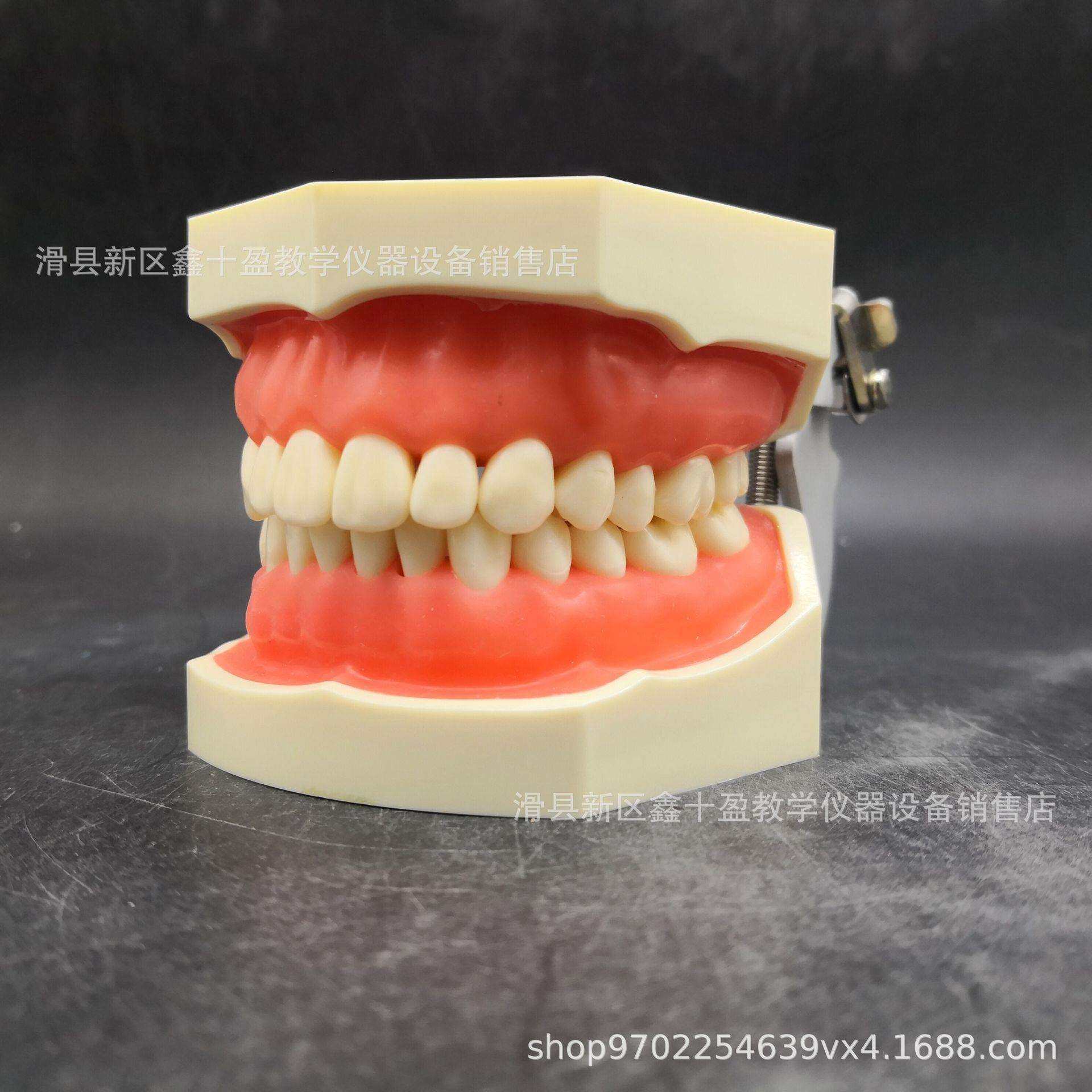 28颗牙模型 备牙模型 全口可拆换仿真牙齿 备洞备冠上橡皮章练习,3C数码配件,USB灯,淘宝优惠券,粉丝福利购,淘宝优惠卷