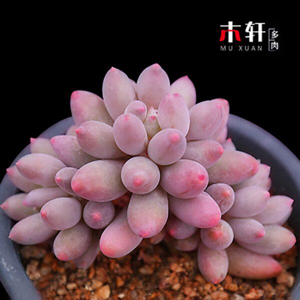 多肉植物稀有品种婴儿手指小球玫瑰含盆土老桩室内生萌肉肉山地群