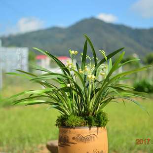 【冯达锋国兰】样品兰花建兰浓香：一品梅盖梅瓣