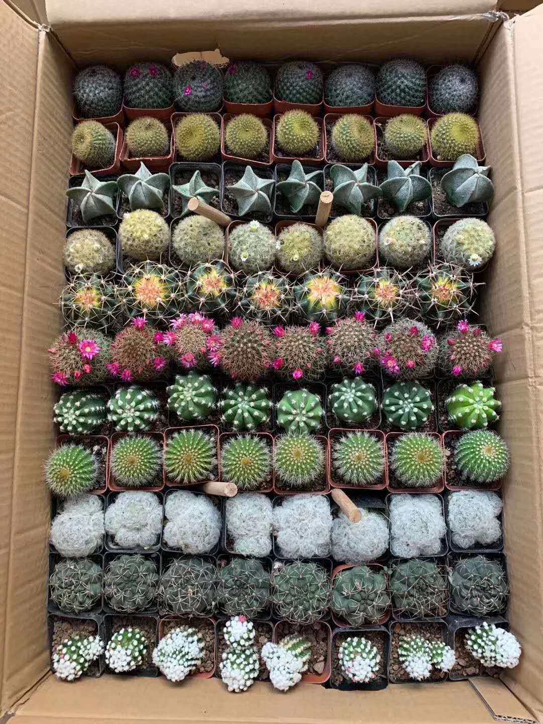 【基地直供】多肉植物桌面小盆栽居家绿植随机混装11色球