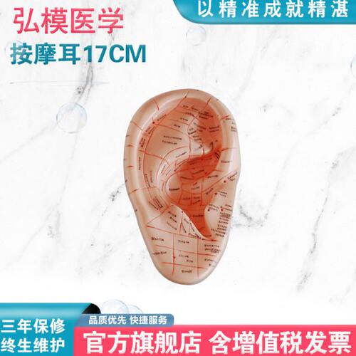 弘模手足耳朵模型经络穴位反射区脚底按摩高清晰中医教学模具HOM/