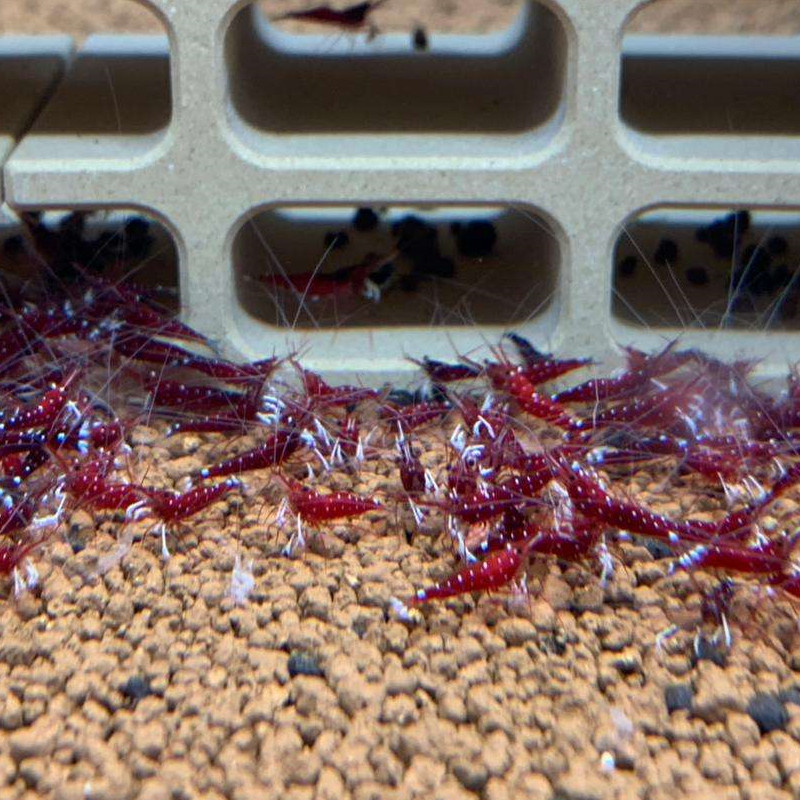 白袜 苏虾  0.8-1.2cm亚成 包损 淡水苏拉维西虾观赏虾繁殖组