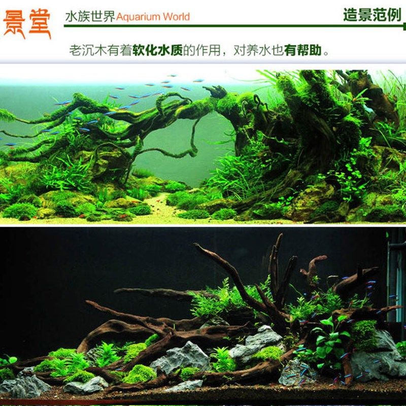 沉木鱼缸装饰 一木一叶鱼缸造景套餐生态小装饰植物懒人水草