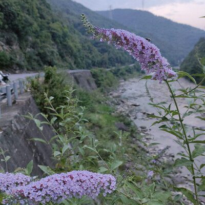冬开蜜夏的甜饭浓香植物紫色花秋蒙天蜜紫色树苗味染糯米的花盆栽