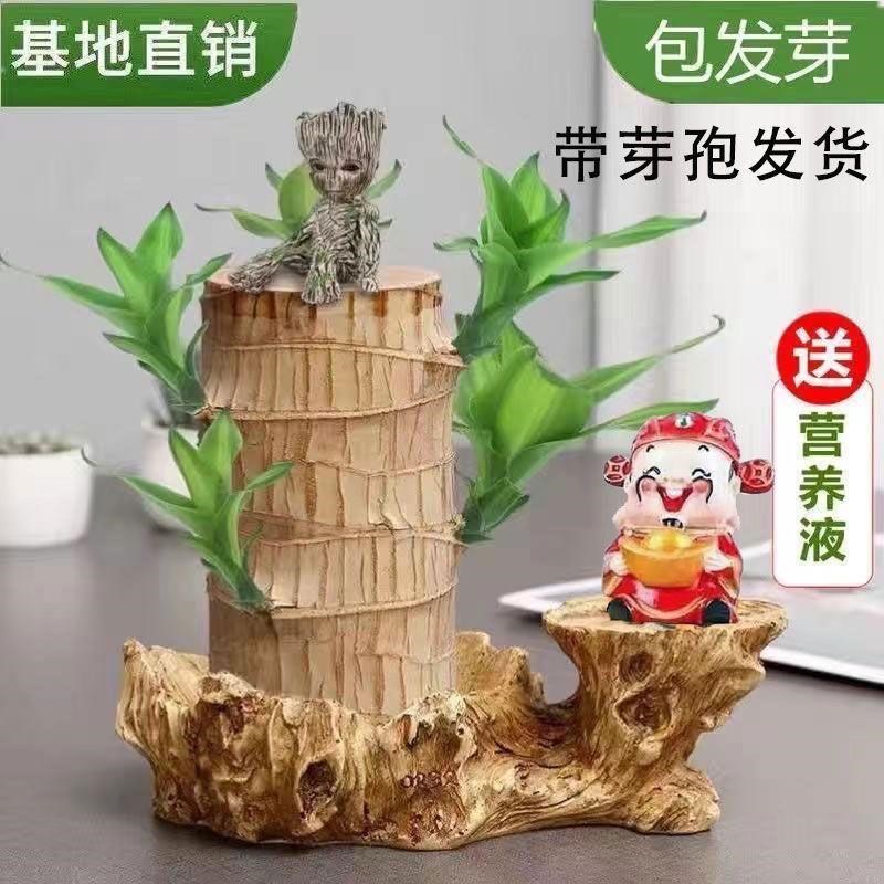 【带芽孢发】巴旦木巴西木幸运木格鲁特水培好养绿植盆栽易养活