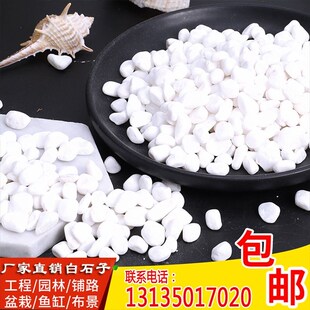 四川白石子c鹅卵石原石多肉铺面石园艺庭院造景花盆枯山水白石子