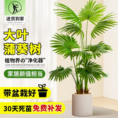 大叶蒲葵盆栽室内大型植物观叶棕榈树扇叶客厅大盆栽耐旱好养绿植
