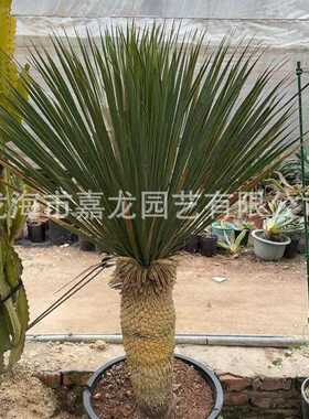 稻草人丝兰 沙漠植物鸟喙丝兰盆栽 龙舌兰科丝兰属庭院景观植物