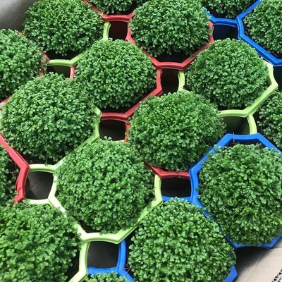 珊瑚蕨绿地球绿植盆栽植物翠云草幸福草情人草办公室桌面迷你盆景