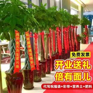 发财树盆栽室内植物客厅大型绿植办公室开业送礼旺宅好养易活真花