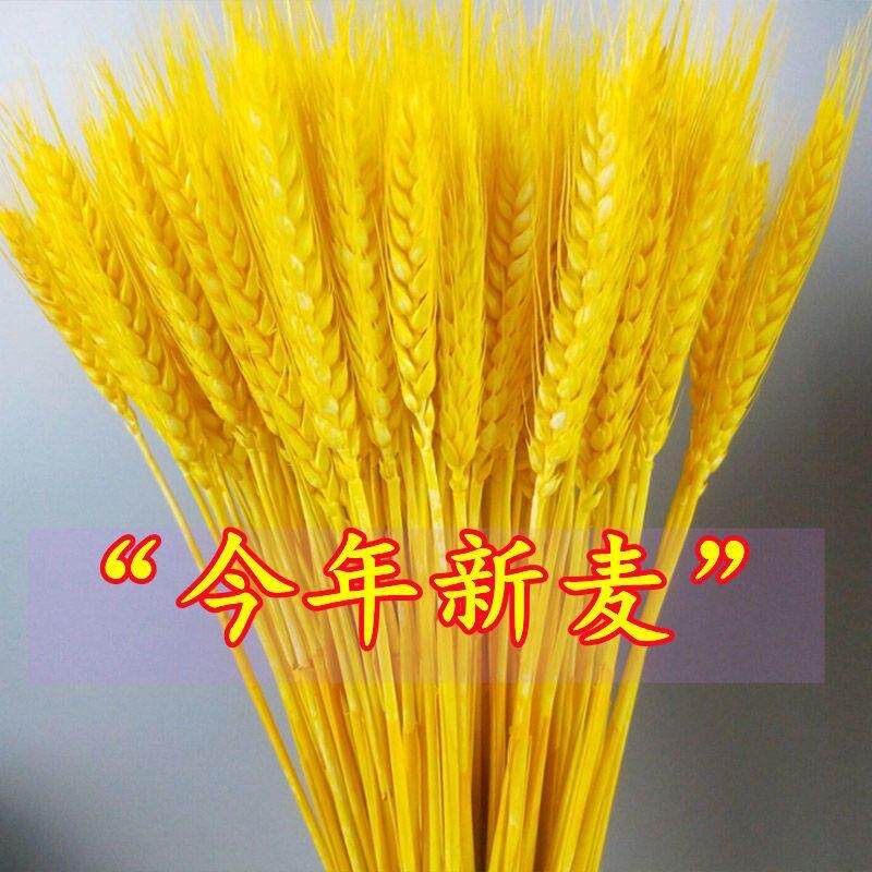 黄金色麦穗干花大麦花束开业花篮小麦穗装饰摆件花艺客厅真花麦子