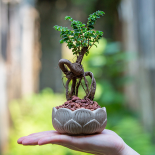 小叶榆树盆景提根盆栽植物办公室茶几桌面掌上禅意造型小盆景绿植