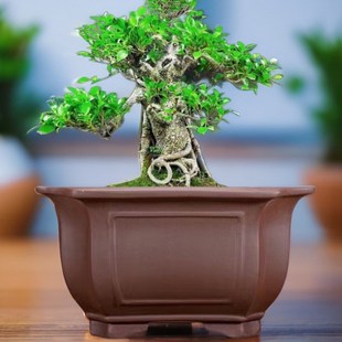 高档正方形花盆紫砂盆景花盆室内造景盆栽榕树老桩花卉四方陶瓷盆