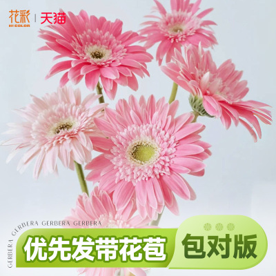花彩高杆非洲菊苗盆栽拉丝香格里拉阳台夏季耐热多年生扶郎花切花