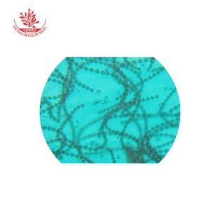 10种藻类植物显微镜标本切片套装高教标准示教片念珠藻栅藻鼓藻