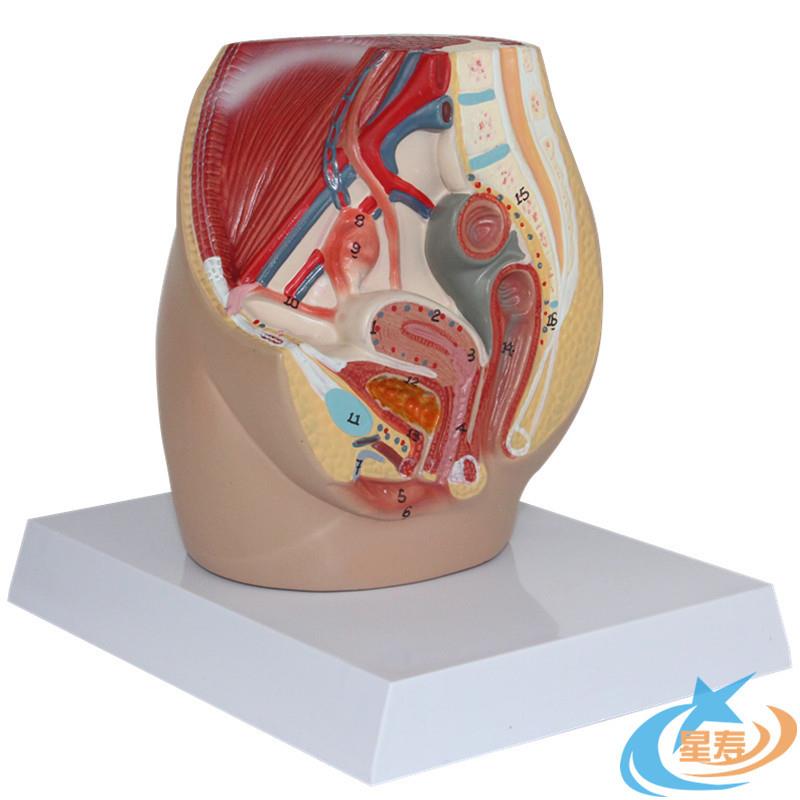 上海星寿生产迷你女性盆腔矢状切面模型带数字标识