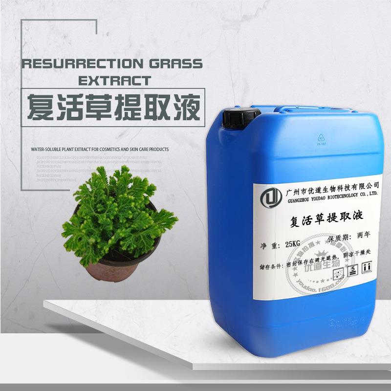 复活草提取物 复活草提取液 卷柏提取物卷柏提取液萃取液1KG