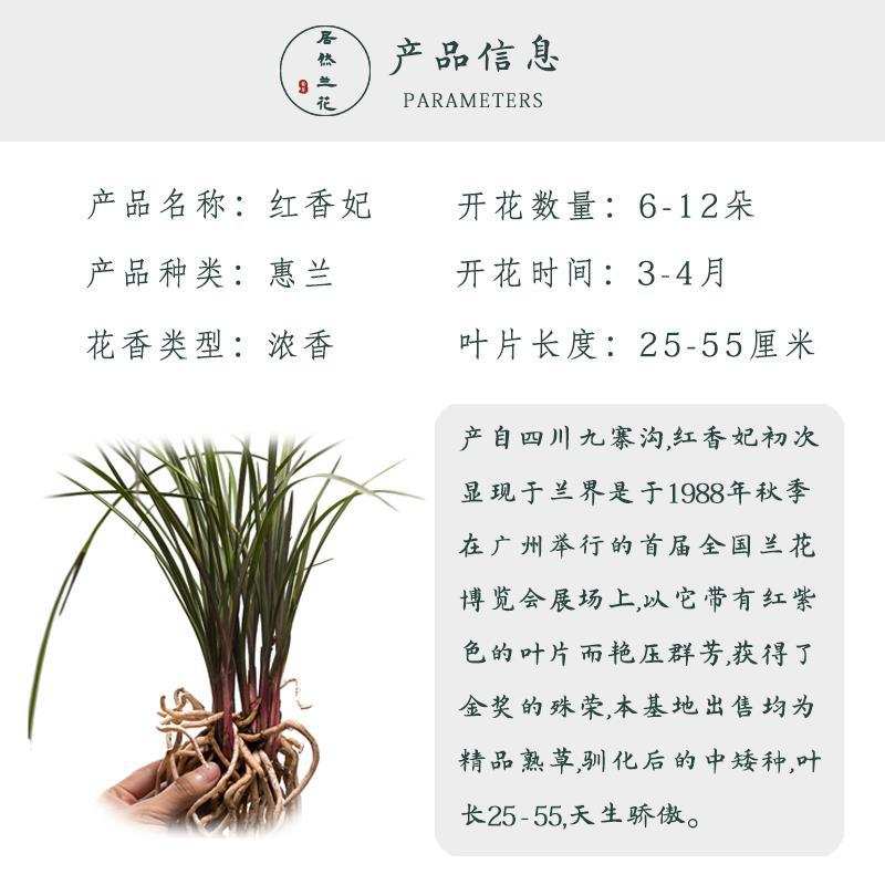 红香妃兰花鲜花红香妃兰花种花种植浓香种室内花卉盆栽阳台养殖