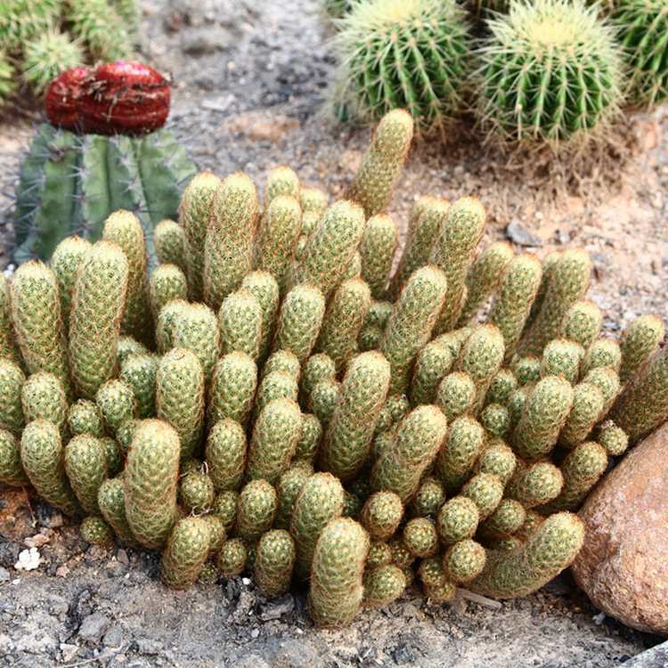 金手指 地被景观植物 沙生植物仙人掌乳突球属 漳州基地大量