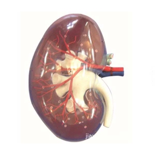 透明肾脏模型，pvc材料，人体泌尿系统模型