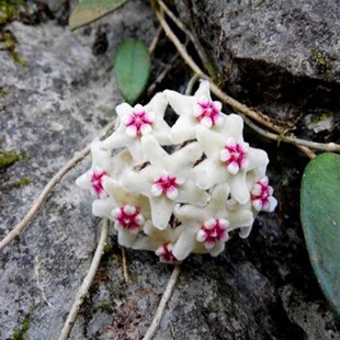 香花球兰雨林爬藤植物景观缸造景庭院阳台植物墙室内四季好养花香