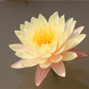 【乌汶】大型睡莲水生植物 水缸池塘庭院 耐寒睡莲块茎 莲痴瓦力