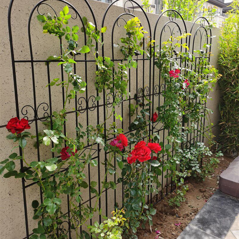 铁线莲月季爬藤架子蔷薇植物攀爬网花架户外庭院花园铁艺栅栏支架