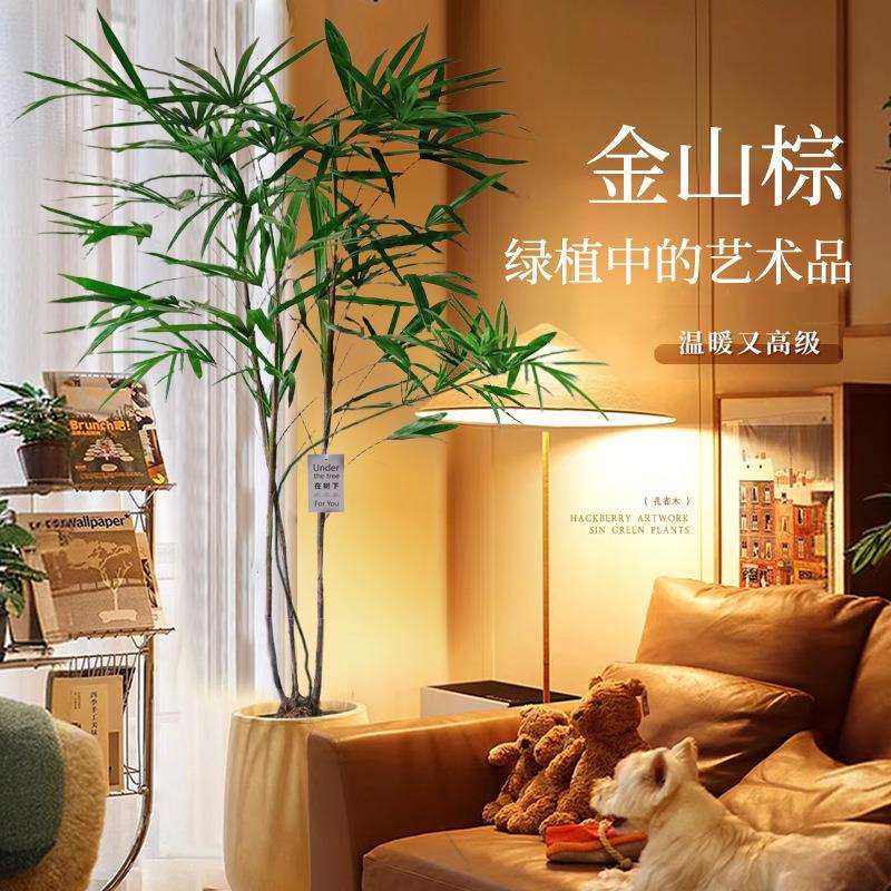 金山棕竹盆栽室内细叶植物大型绿植客厅小叶竹子吸收甲醛四季好养