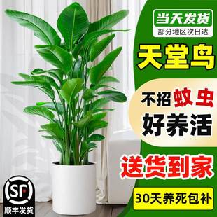 天堂鸟绿植盆栽室内大型真树客厅大叶植物办公室鹤望兰去甲醛花卉