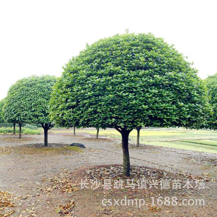 桂花 湖南桂花树 金桂 八月桂花香花期长 长沙绿化苗木