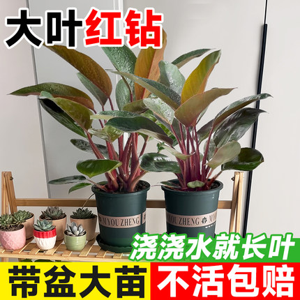 红钻大叶红金钻盆栽室内植物蔓绿绒客厅绿植好养活四季办公室花卉