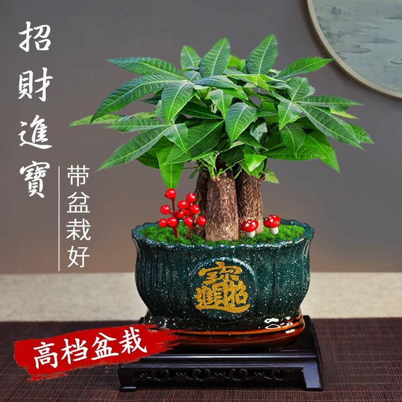 发财树盆景室内树办公室植物四季常绿好养花卉开业盆栽花