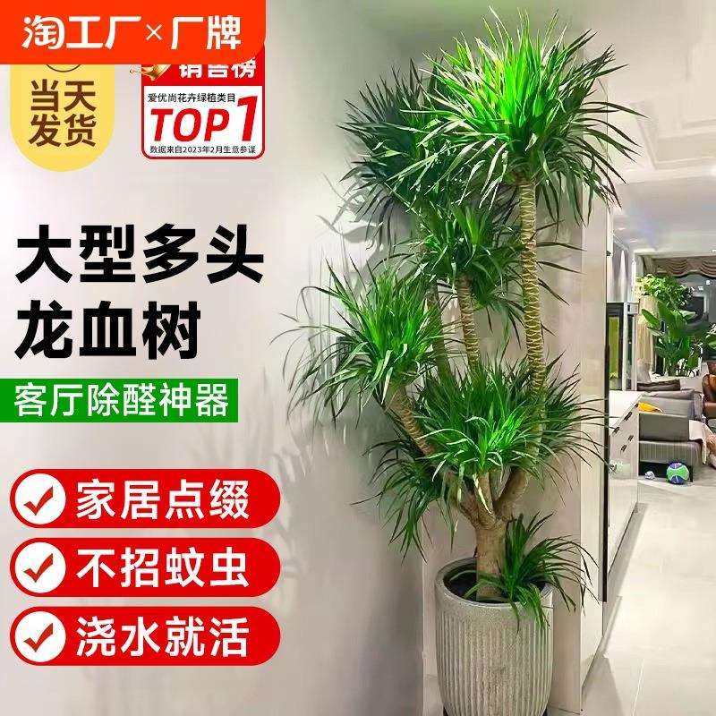 龙血树客厅绿植多头龙须树龙铁树客厅旺宅绿植大型龙血树植物盆栽,农机/农具/农膜,其它农用工具,淘宝优惠券,粉丝福利购,淘宝优惠卷