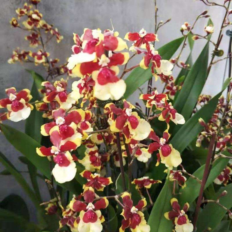 文心兰带花苞文心兰带奶香味跳舞兰浓香型兰花室内办公室盆栽