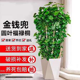 金钱兜发财树大型绿植客厅室内盆栽金钱树圆叶福禄桐落地植物真花