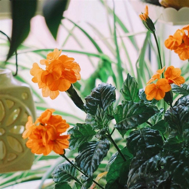 鸟尾花盆栽 花期长 耐热耐晒庭院阳台盆栽花卉多年生新手好养,鲜花速递/花卉仿真/绿植园艺,绣球/木绣球/木本植物,淘宝优惠券,粉丝福利购,淘宝优惠卷