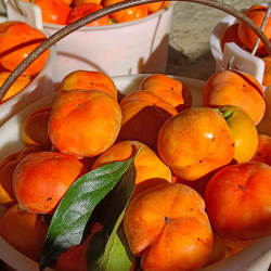 2a云南脆柿子冰糖心新鲜水果中大果日本次郎吉柿保山甜柿硬柿无核