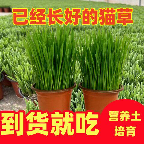 猫草盆栽已长好化毛球小麦种植水培营养土种子自种即食无土栽培
