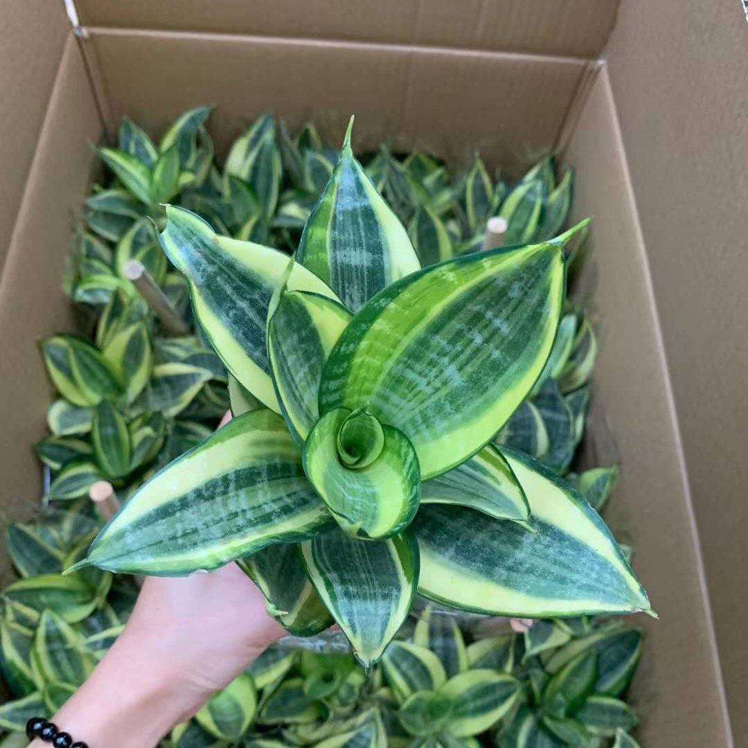【基地直供】家居植物花卉盆栽 虎皮兰植物盆栽 110#哈尼绿植