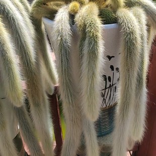 多头九尾e狐保5头起发 精品多肉绿植