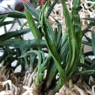 水晶惠兰贵州龙国宝级兰花春剑水晶龙奇叶稀有好养新手花卉绿植