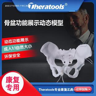 动态骨盆模型康复教具可活动耻骨联合分离骶髂关节产后