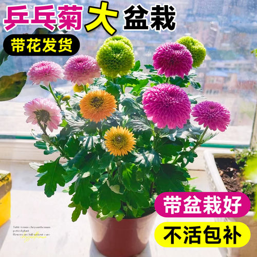 乒乓菊花盆栽带花苞四季