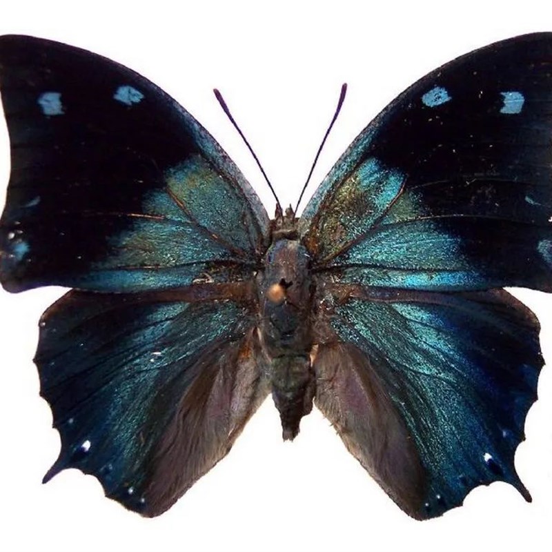 蓝黑蛱蝶 Anaea xenocles C024 未展翅标本原蝶