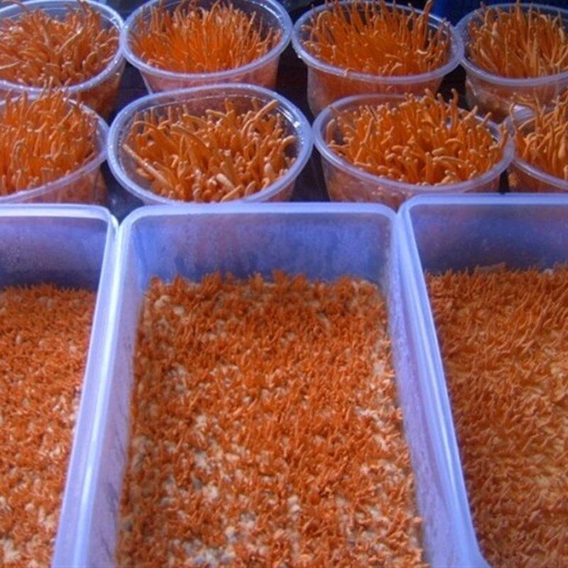 北虫草菌c种试管种一级菌种母种大头尖头孢子头蛹虫草 60元一支