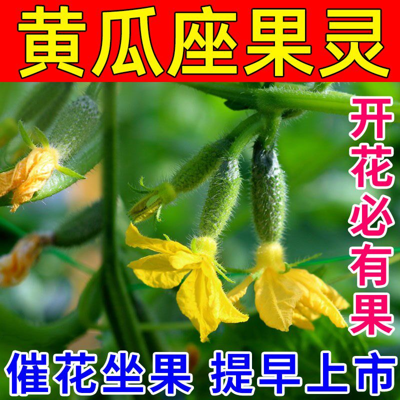 黄瓜专用肥黄瓜授粉药坐果灵w催花促花促果增产增收防落拉直拉长