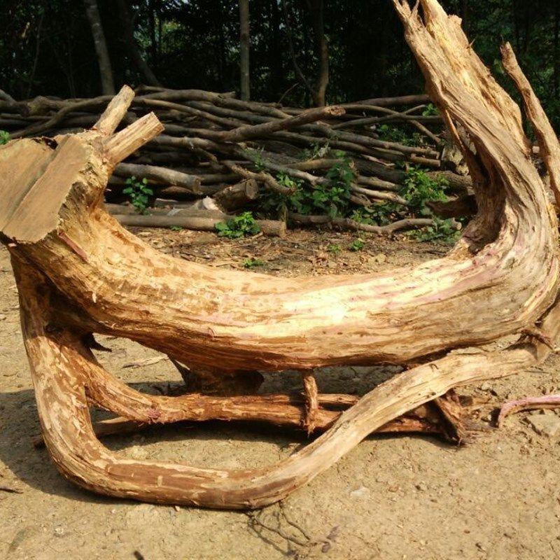 红柏木根雕树根毛料血o柏毛料随型造景摆件料手把件沉木枯木装饰